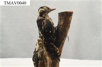 藏品(小啄木)的圖片